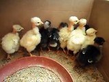 My 9 neck-necked chicks black and white By Taimoor..