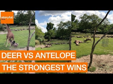 Antelope Stuns Zoo Visitors by Tackling Giraffe
