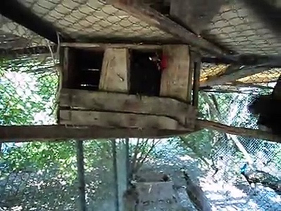 My rosecomb Chickens 2..By Taimoor...