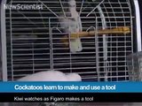 304.Cockatoos learn to make and use a tool