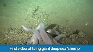 310.First video of living giant deep-sea