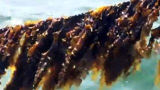 313.Kelp farm probes secrets of seaweed growth