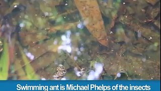 318.Swimming ant is Michael Phelps of the insects