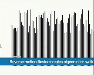 320.Reverse motion illusion creates pigeon neck walk
