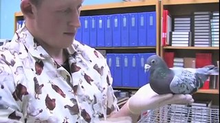 321.Bird-brained pigeons perform like primates
