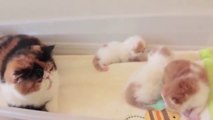 Kittens Talking and Plaheir Moms Compilation _ Cat mom hugs baby kitten