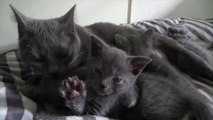 Kittens Talking and Playing with their Moms Compilation _ Cdfdat mom hugs bab