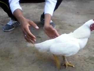 White ko shamo 2 By Taimoor...