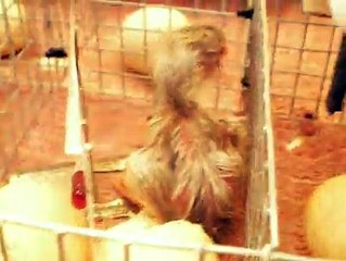 Ko Shamo Chick By Taimoor...