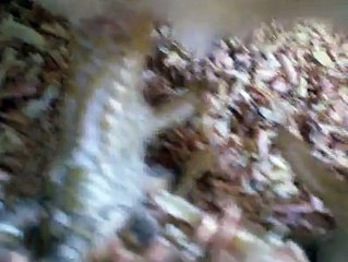 Ko Shamo 6 By Taimoor...