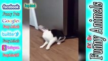 TRY NOT TO LAUGH CALLENGE Cats And Dogs Are So Funny You'll Die Laughing