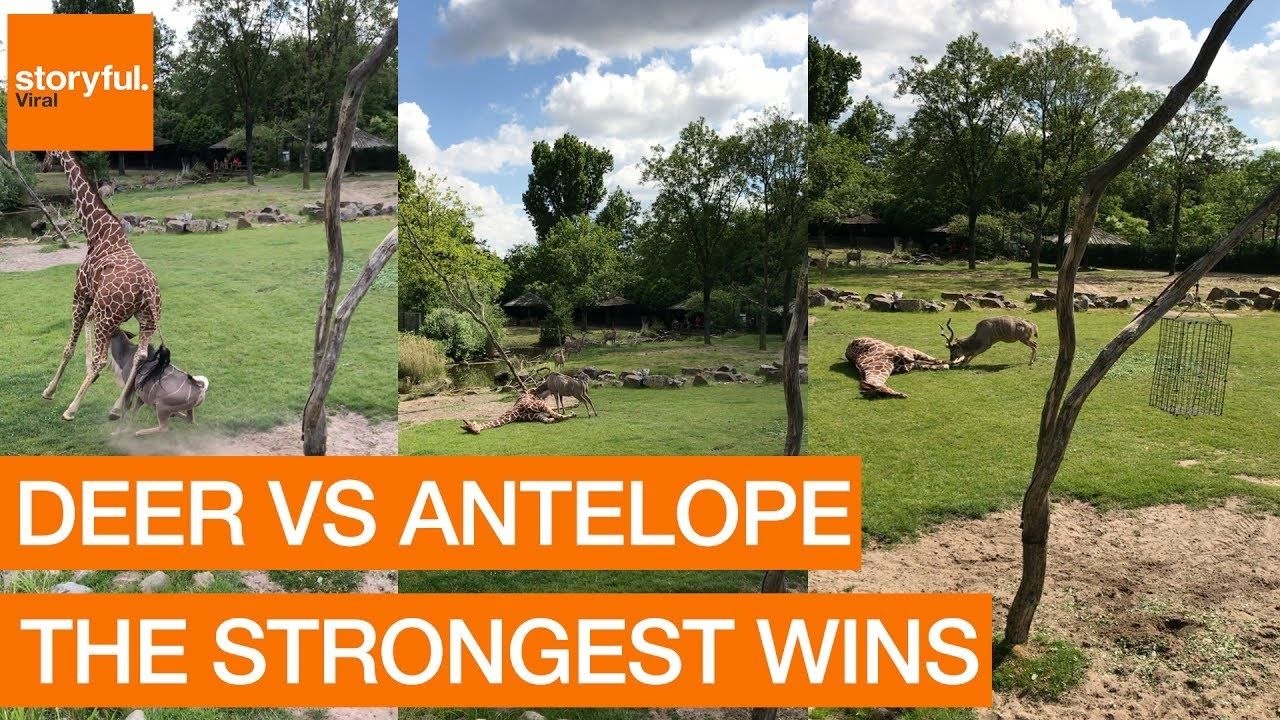 Une antilope koudou attaque une girafe (Zoo de Rotterdam)