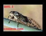 Chanson LA CHANSON DES CIGALES