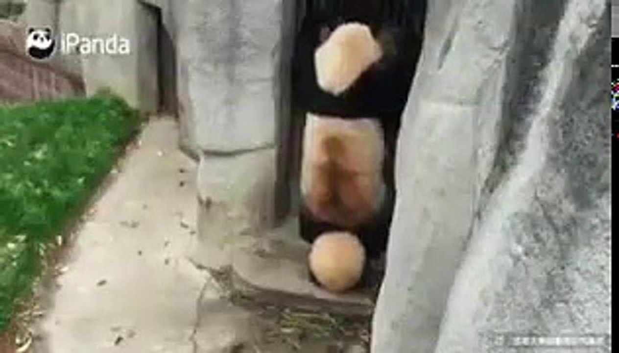 Annesinin  şakalarına maruz kalan zavallı panda