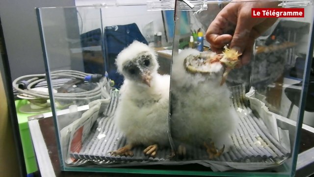 Audierne. Naissance de 2 chouettes effraies à l'Aquashow audierne chouettes