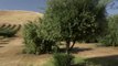 Olive Oil Picking and Tasting at The Purple Orchid Wine Country Resort