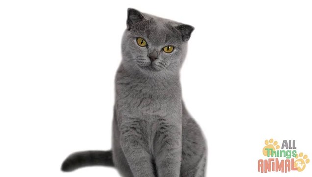 CRANE BIRD Animals for children. Kids videos. Kindergarten Preschool learning