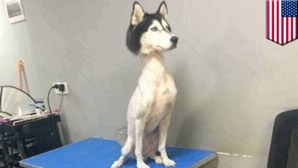 Скачать видео: Foto viral Husky dicukur menghebohkan netizens - Tomonews