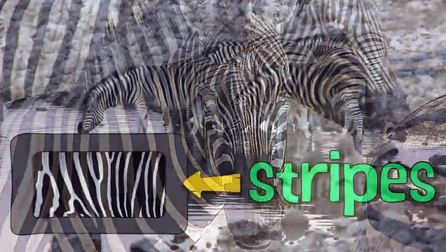 SEA OTTERS Animals for children. Kids videos. Kindergarten Preschool learning