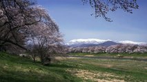 Sakura Stream in Tohoku, Japan 4K (Ultra HD