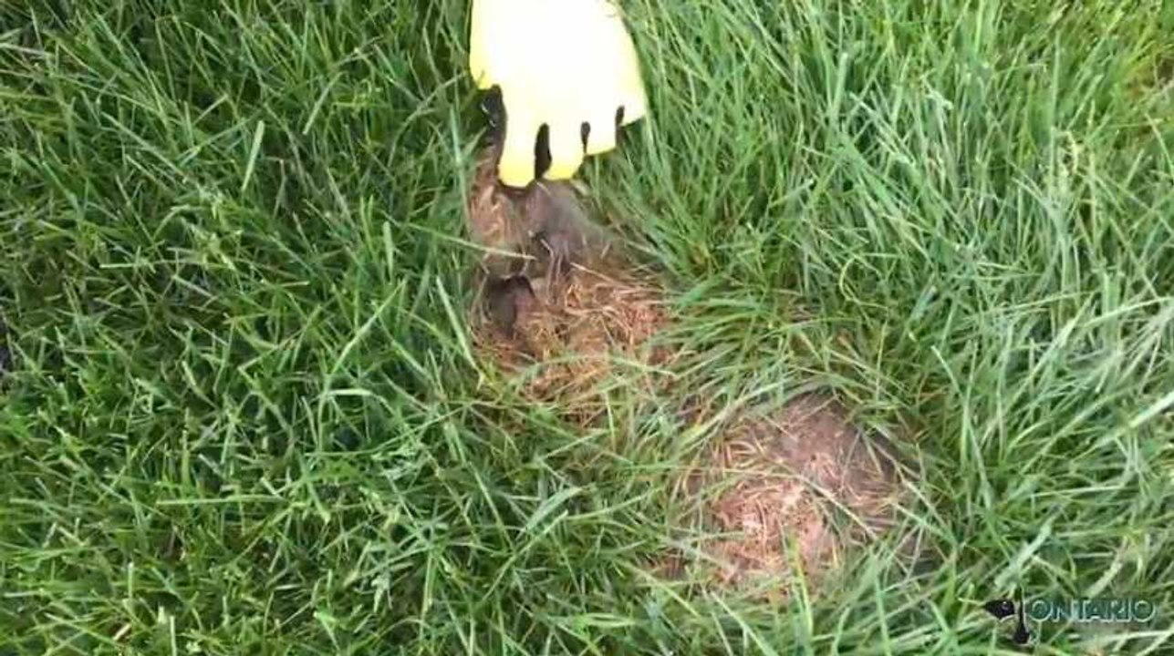 Que peut-il se cacher sous ce petit tas d'herbes sèches ?