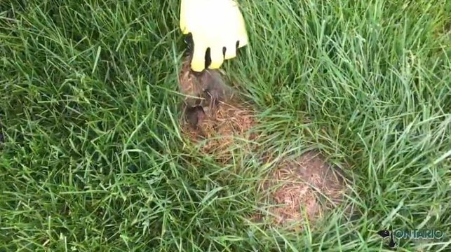 Que peut-il se cacher sous ce petit tas d'herbes sèches ?