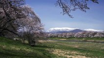 Sakura Stream in Tohoku, Japan 4K (Ultra H