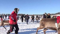 Reindeer Races in Rovaniemi area in Lapland Finland - Poroajot Rovaniemi Ranua Porokilpai