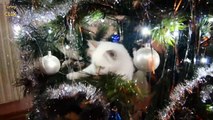 Cats vs. Christmas Trees Compilation 2016 - 201