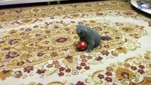 Cute Kittens  Funny Cats Playing [Epic Laug