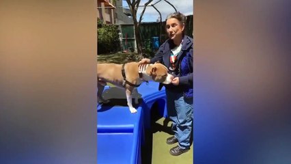 Adopt Sonny!    Pit Bull Mix    Adoption Fea