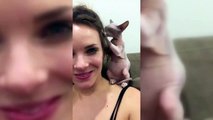 Sphinx Cats  Funny Hairless Cats Playing [Epic La