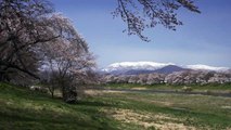 Sakura Stream in Tohoku, Japan 4K (Ultra H