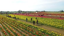 Wooden Shoe Tulip Fest 2