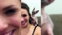 Sphinx Cats  Funny Hairless Cats Playing [Epic La