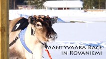 Reindeer Races in Rovaniemi area in Lapland Finland - Poroajot Rovaniemi Ranua Porok