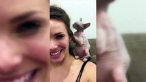Sphinx Cats  Funny Hairless Cats Playing [Epic