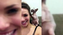 Sphinx Cats  Funny Hairless Cats Playing [Epic La
