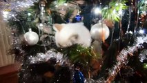 Cats vs. Christmas Trees Compilation 2016 - 2017