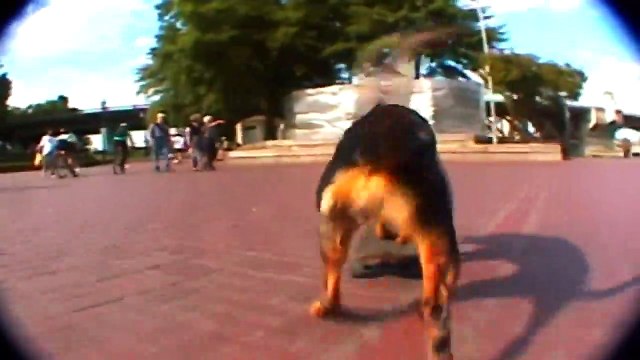 Skateboarding Dog Skills SAVAGE LEVEL 1