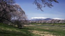 Sakura Stream in Tohoku, Japan 4K (Ultra HD) - 東北