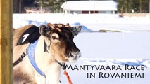 Reindeer Races in Rovaniemi area in Lapland Finland - Poroajot Rovaniemi Ranua Porok