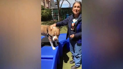 Adopt Sonny!    Pit Bull Mix    Adoption Featuret