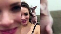 Sphinx Cats  Funny Hairless Cats Playing [Epic