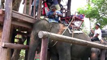 Artur and Galina on Elephant in Th