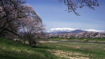 Sakura Stream in Tohoku, Japan 4K (Ultra HD) - 東北