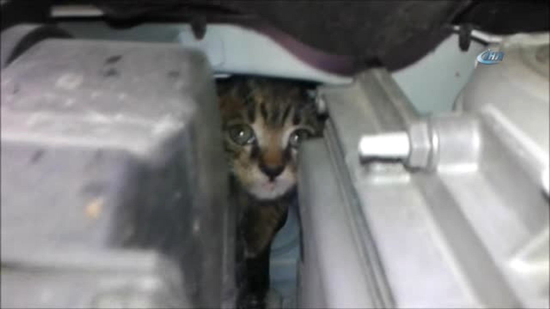 Motora Giren Yavru Kedi Sıkıştığı Yerden 3 Saat Sonra Çıkarılabildi -  Dailymotion Video