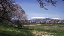 Sakura Stream in Tohoku, Japan 4K (Ultra