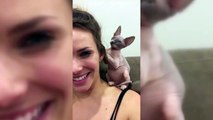 Sphinx Cats  Funny Hairless Cats Playing [Epic L