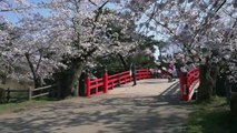 Sakura Stream in Tohoku, Japan 4K (Ultra HD)